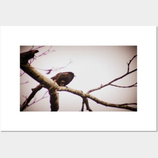 male red winged black bird in a tree Posters and Art